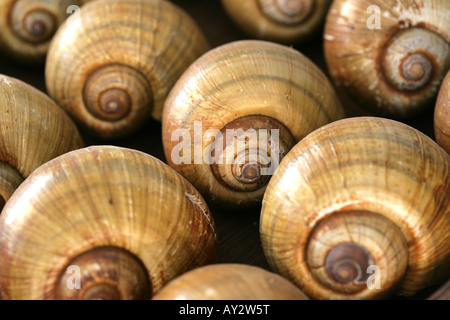 DEU Germania gusci di lumaca come decorazione Foto Stock