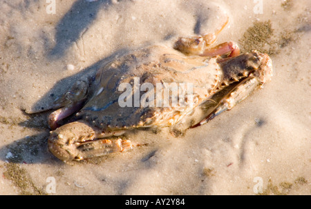 Granchio di mare Foto Stock