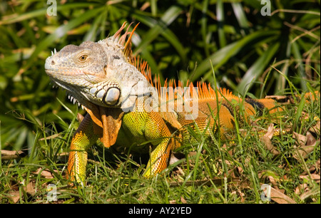 Iguana Foto Stock