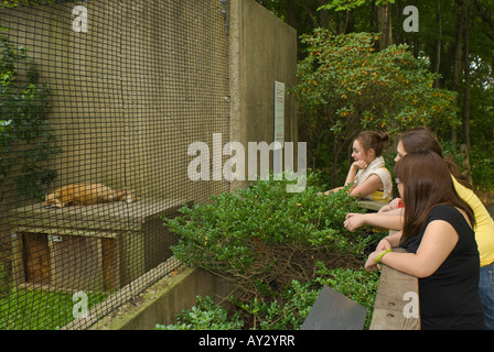 Quattro 20 anno vecchio collegio femminile studenti guardando un sonno red fox al Ecotarium in Worcester, MA Foto Stock