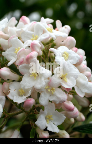 VIBURNUM X BURKWOODII PARK FARM HYBRID AGM Foto Stock