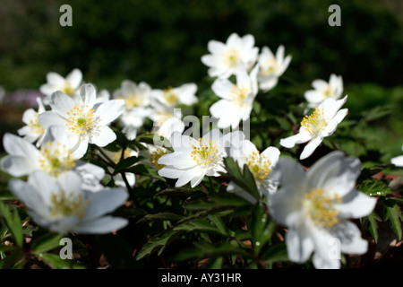 ANEMONE NEMOROSA , LEEDS VARIETÀ Foto Stock