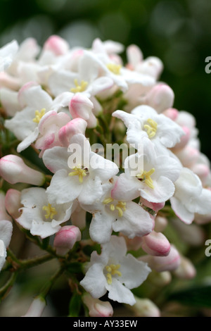 VIBURNUM X BURKWOODII PARK FARM HYBRID AGM Foto Stock
