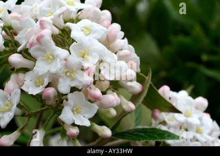 VIBURNUM X BURKWOODII PARK FARM HYBRID AGM Foto Stock