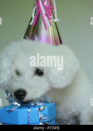 Close-up di un Bichon Frise su un regalo di Natale Foto Stock