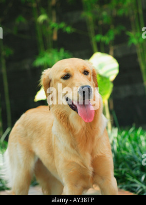 Close-up di un golden retriever cane Foto Stock