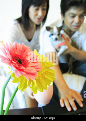 Close-up di Gerbera Daisy fiori con una metà adulto giovane usando un computer portatile in background Foto Stock