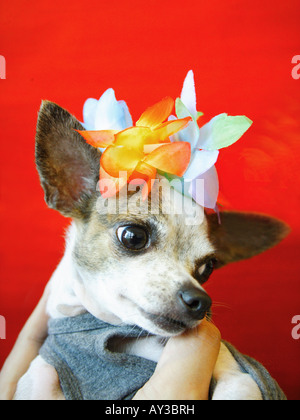 Close-up di un chihuahua cucciolo fiori da indossare Foto Stock