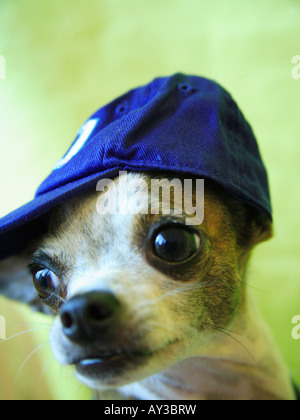 Close-up di un cucciolo di Chihuahua indossando un cappello Foto Stock