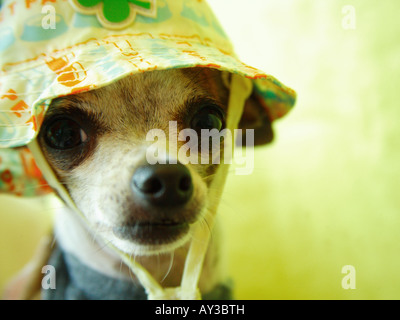 Close-up di un cucciolo di Chihuahua indossando un cappello Foto Stock