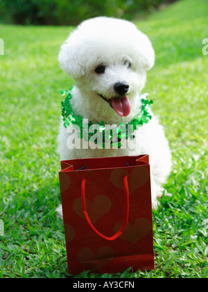 Bichon Frise seduto sull'erba nei pressi di una borsa per la spesa in un prato Foto Stock