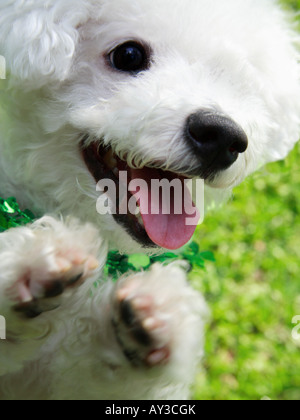 Close-up di un Bichon Frise seduto e mendicando Foto Stock