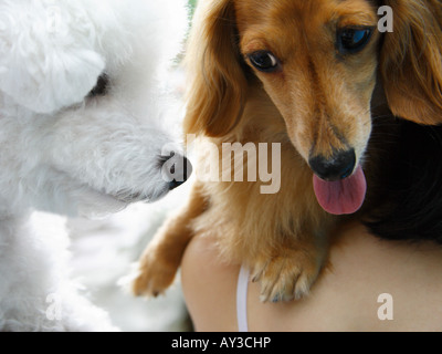 Close-up di un bassotto e un Bichon Frise Foto Stock