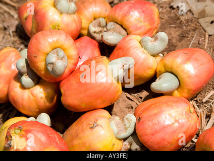 Cestello contenente una pila di a forma di pera pseudofruits attaccato con anacardi in corrispondenza del suo fondo appena raccolto dal anacardi tree. Foto Stock