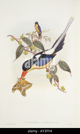Seleucidis melanoleucas dodici wired uccello del paradiso Foto Stock