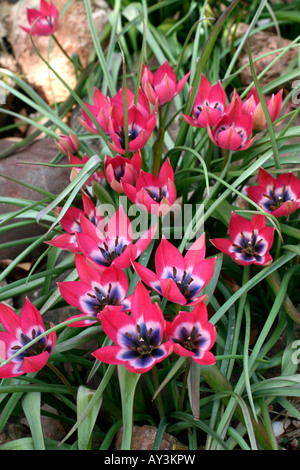 TULIPA piccola bellezza AGM Foto Stock