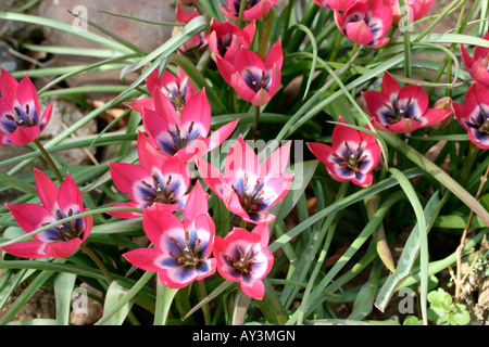 TULIPA piccola bellezza AGM Foto Stock