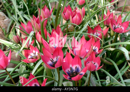 TULIPA piccola bellezza AGM Foto Stock