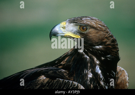 Golden Eagle ritratto, (Aquila chrysaetos) ,Highland, Scotland, Regno Unito Foto Stock