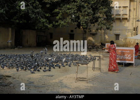 Donna di grano di alimentazione ad un branco di piccioni selvatici in Jaipur India Foto Stock