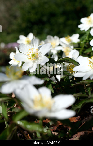 ANEMONE NEMOROSA , LEEDS VARIETÀ Foto Stock