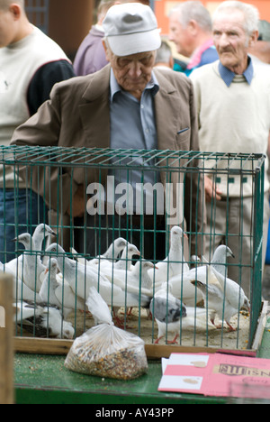 Il vecchio uomo nel cappuccio guardando a gabbia piena di bianco i piccioni viaggiatori,colombe per la vendita nel mercato di strada a Cracovia Polonia Foto Stock