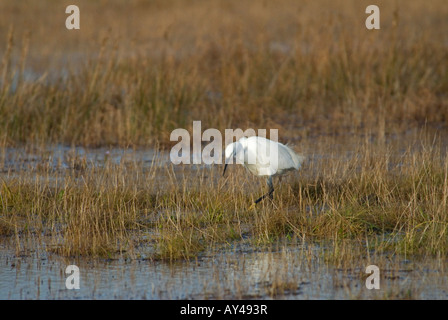 Garzetta su svernano in Inghilterra del sud l'alimentazione Foto Stock