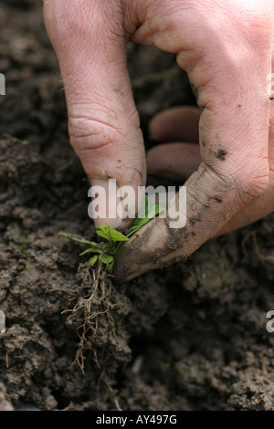 Giardiniere la mano tirando fangoso erbacce dall orto Foto Stock