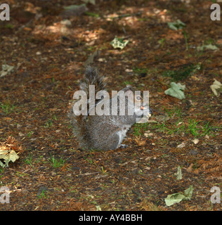 Lo Scoiattolo a mangiare una nocciolina in Ewell Park Surrey in Inghilterra Foto Stock
