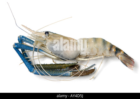 Grandi materie oceanic gamberi Foto Stock