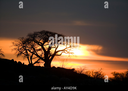 Africa Botswana tramonto sagome alberi di baobab Adansonia digitata su Kubu Island Foto Stock