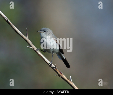 Colore grigio-blu Gnatcatcher appollaiato su un ramo. Foto Stock