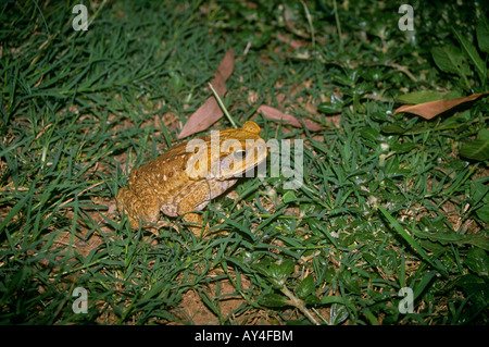 La canna da zucchero Toad Bufo marinus Gladstone Queensland Australia Foto Stock