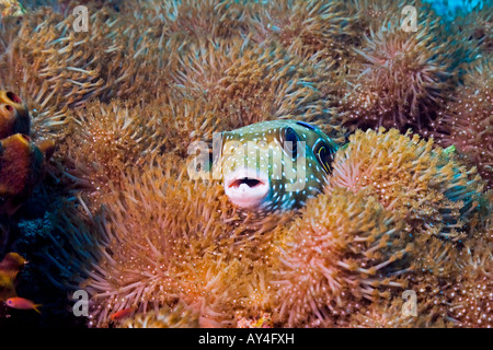 Il Whitespotted Puffer fish si accoccola tra i coralli a casa sua vicino a Sipadan Island nel Mare di Celebes, Malaysia. Foto Stock