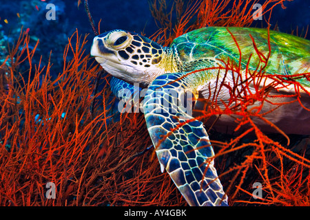 A Sipadan Island Malaysia, una tartaruga verde poggia su un letto di corallo nero che appare in rosso il flash della fotocamera. Foto Stock