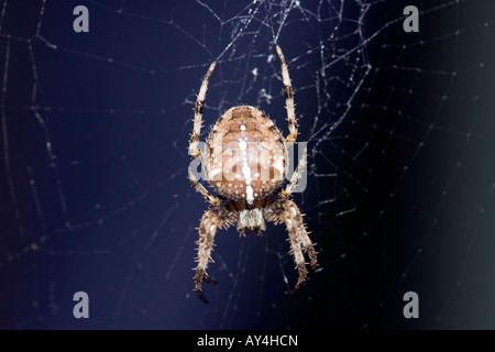 Un tipico giardino spider in attesa nella sua web nel mio giardino inEngland Foto Stock