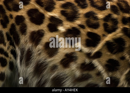 Close up la pelliccia di un leopardo di Amur. più minacciate sottospecie di gatto nel mondo. Foto Stock
