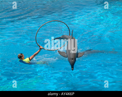 Spettacolo di Delfini, Mundomar, Benidorm, Provincia di Alicante, Spagna Foto Stock