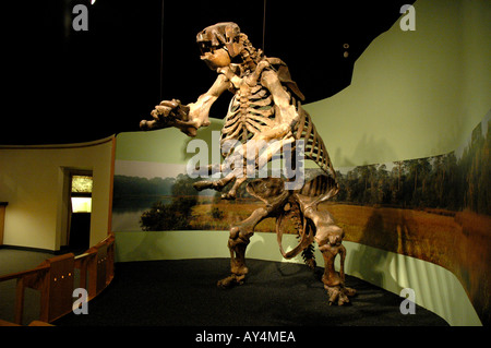 Massa gigante bradipo gigante di fossili di mammiferi preistorici North American massa bradipo Daytona Museo delle Arti e delle scienze in Florida Foto Stock
