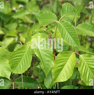 Ivy tossici Foto Stock