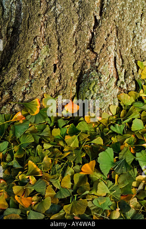 Maidenhair tree (Ginkgo biloba) Foto Stock