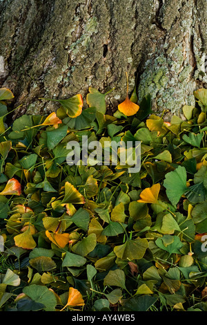 Maidenhair tree (Ginkgo biloba) Foto Stock