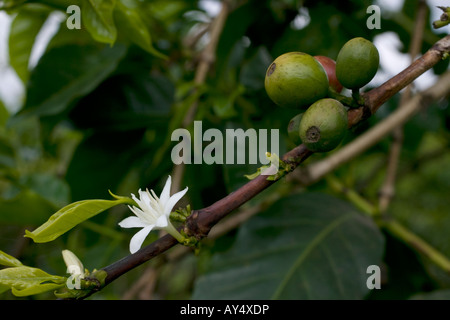Africa Kenya Ruira dettaglio di fiori bianchi e maturazione chicchi di Arabica sulla pianta del caffè durante il raccolto Foto Stock