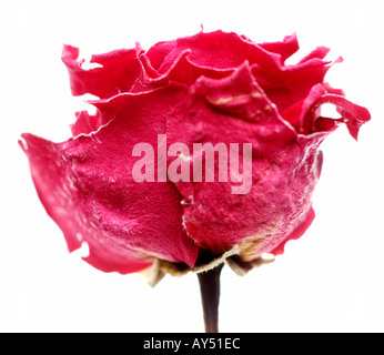 Primo piano di una essiccato red rose Foto Stock