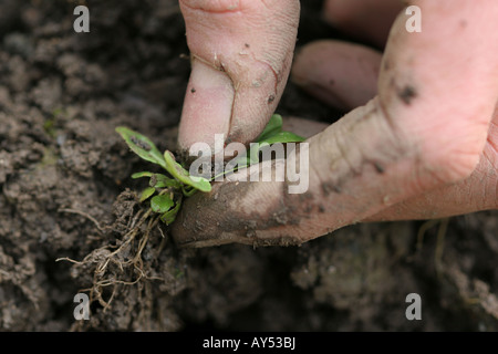 Giardiniere la mano tirando fangoso erbacce dall orto Foto Stock