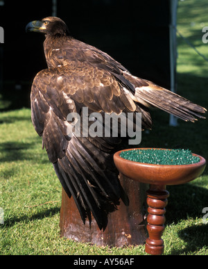 Captive golden eagle sea eagle Foto Stock