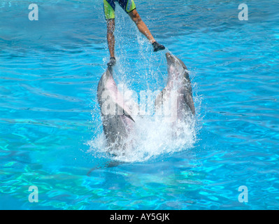 Spettacolo di Delfini, Mundomar, Benidorm, provincia di Alicante, Spagna Foto Stock