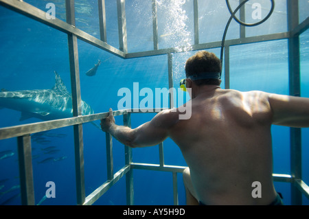 Un sommozzatore in una gabbia a guardare un grande squalo bianco, Isola di Guadalupe, in Messico Foto Stock