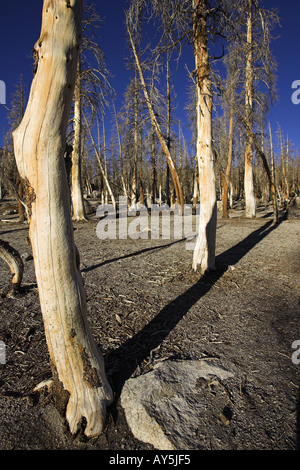 Morto e alberi morenti causato da emissioni naturali di gas biossido di carbonio a ferro di cavallo lago Mammoth Mountain California USA Foto Stock