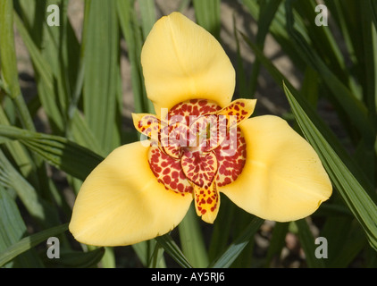 TIGRIDIA PAVONIA PEACOCK FLOWER WAKEHURST PLACE SUSSEX GARDENS Foto Stock